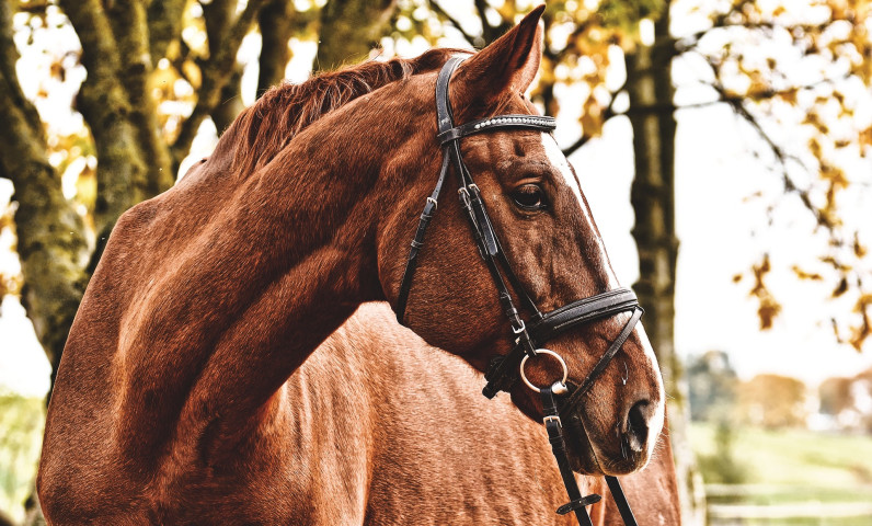 cheval argeles