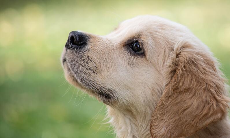 camping chien autorises argeles