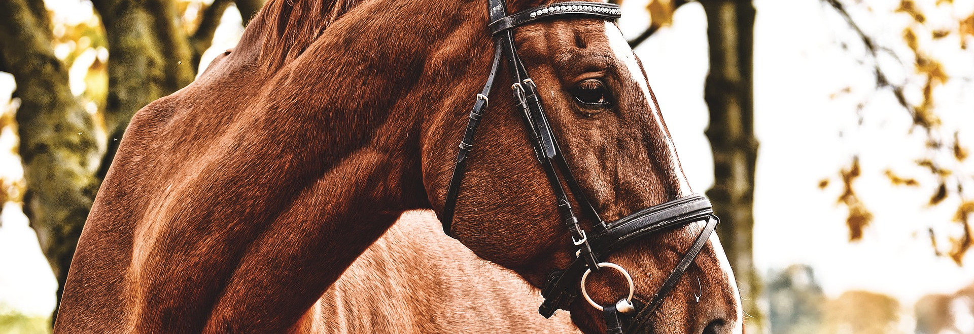 cheval argeles